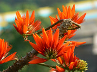 Erythrina berteroana samen for anpflanzung