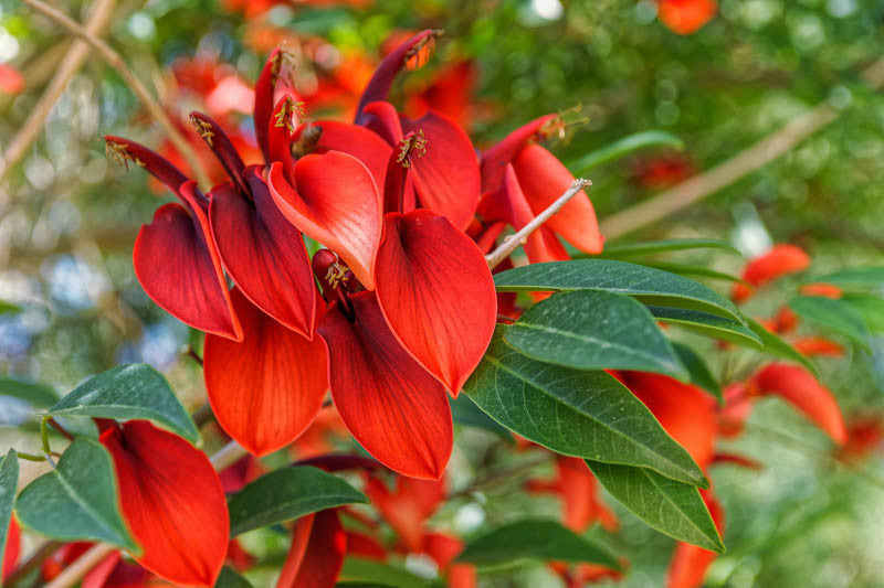 dunkel Orange Erythrina Crista Galli Blumensamen zur Aussaat – Schnitt Blume beliebt – Traditionssorte & ohne Gentechnik Samen Hausgarten