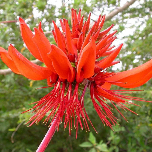 Orange Grün Erythrina Blumensamen zur Aussaat – Landhaus Garten wichtig – Traditionssorte & ohne Gentechnik Samen Hausgarten