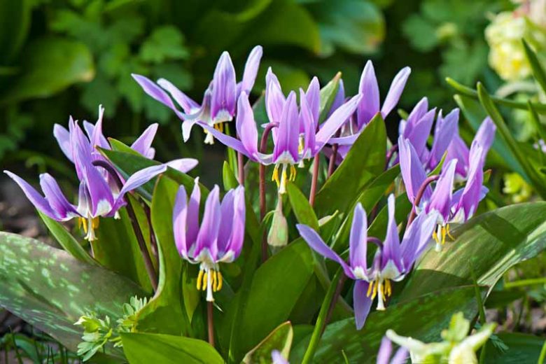 Violett Tooth Blumensamen zur Aussaat – Drought verträglich – Traditionssorte & ohne Gentechnik Samen Hausgarten