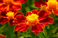 Studentenblume Rot Marietta Blume Samen zur Aussaat – leuchtend Garten Blüten farbenfroh Landscapes