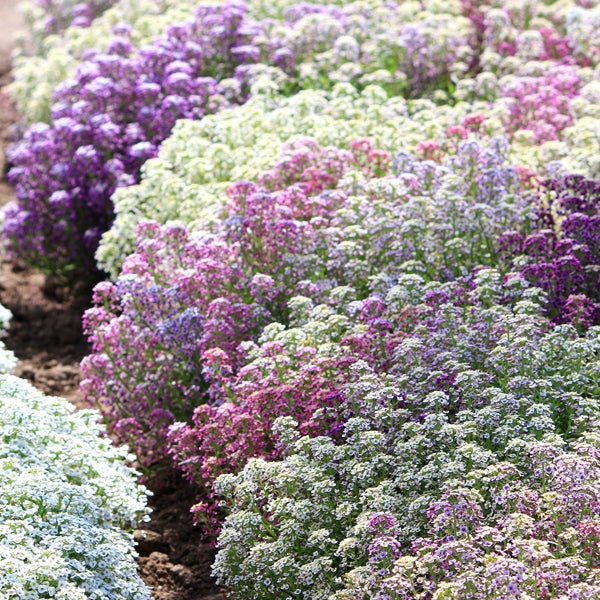 Rosa Lobularia Blumensamen zur Aussaat – duftend Blüten – Traditionssorte & ohne Gentechnik Samen Hausgarten