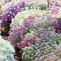 Rosa Lobularia Blumensamen zur Aussaat – duftend Blüten – Traditionssorte & ohne Gentechnik Samen Hausgarten