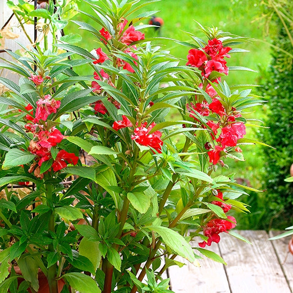 Rosa Kamelie Blumensamen zur Aussaat hochwertige Qualitäts- Traditionssorte & ohne Gentechnik Samen Hausgarten