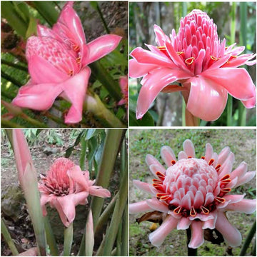 Etlingera elatior mixed colour samen for vibrant garten anpflanzung