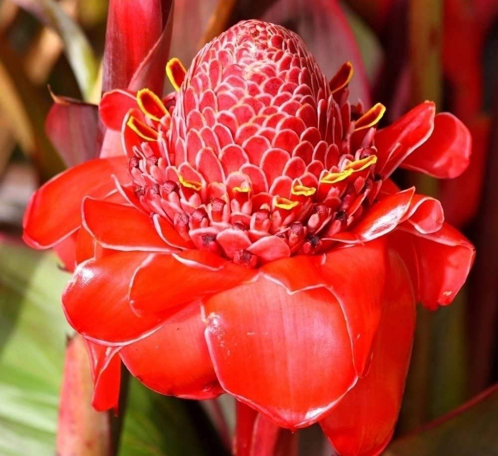 Etlingera elatior pflanze wachsend in töpfen
