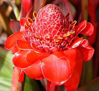 Etlingera elatior pflanze wachsend in töpfen