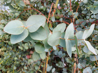 Mature silver eucalyptus trees in garten landscape