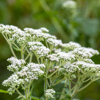 Weiß Eupatorium Perfoliatum Blumensamen zur Aussaat – kompakt Wuchs – Traditionssorte & ohne Gentechnik Samen Hausgarten
