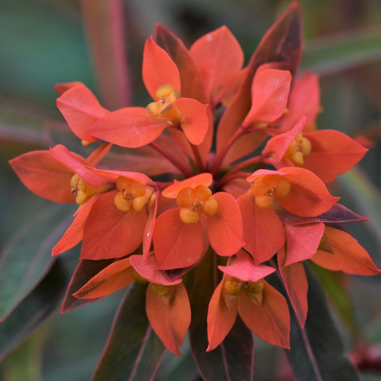 Rot Euphorbia Blumensamen zur Aussaat – Landhaus Garten wichtig – Traditionssorte & ohne Gentechnik Samen Hausgarten