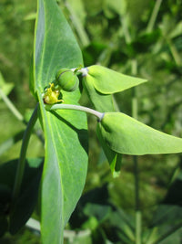 Lathyris Blumensamen zur Aussaat – kompakt Wuchs – Traditionssorte & ohne Gentechnik Samen Hausgarten