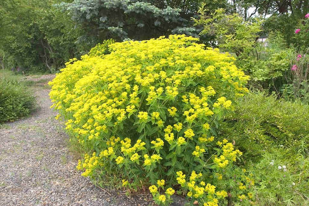 Euphorbia Lathyris Blumensamen zur Aussaat – sonnenliebend – Traditionssorte & ohne Gentechnik Samen Hausgarten