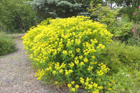 Euphorbia Lathyris Blumensamen zur Aussaat – sonnenliebend – Traditionssorte & ohne Gentechnik Samen Hausgarten