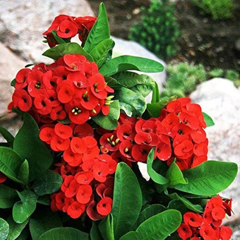 Euphorbia milii samen non gmo garten aussaat packet
