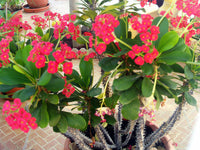 Euphorbia Milii Blumensamen zur Aussaat kompakt Wuchs Traditionssorte & ohne Gentechnik Samen Hausgarten