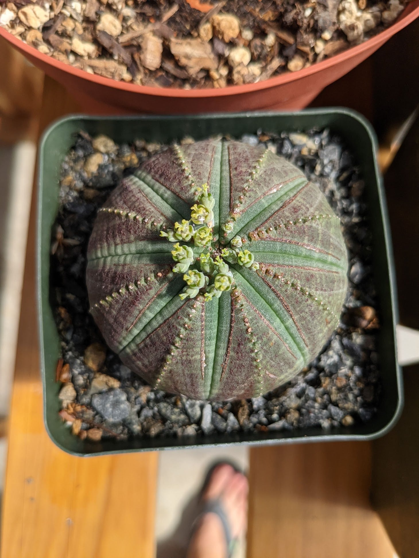 Euphorbia Obesa Baseball Blumensamen zur Aussaat lang Blüte Saison Traditionssorte & ohne Gentechnik Samen Hausgarten