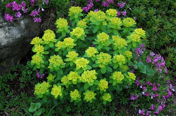 Mediterranean Spurge Blumensamen zur Aussaat Schnitt Blume beliebt Traditionssorte & ohne Gentechnik Samen Hausgarten