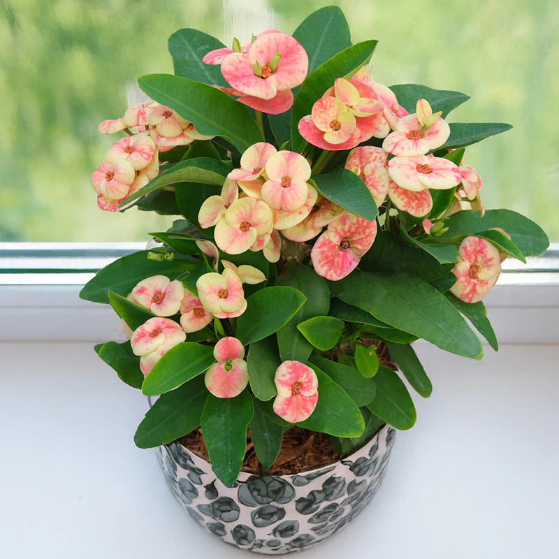 Grün Euphorbia Blumensamen zur Aussaat Bestäuber freundlich Traditionssorte & ohne Gentechnik Samen Hausgarten