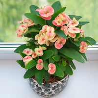 Grün Euphorbia Blumensamen zur Aussaat Bestäuber freundlich Traditionssorte & ohne Gentechnik Samen Hausgarten