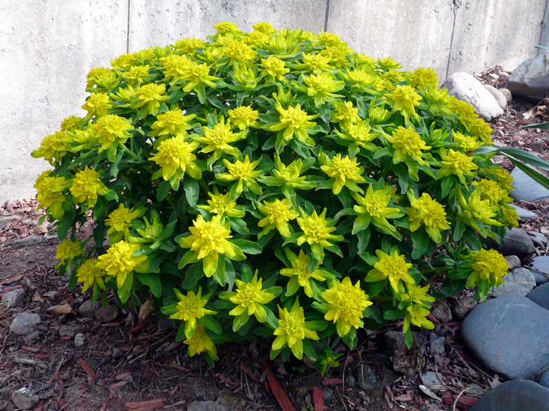 Gelb Euphorbia Polychroma Samen zur Aussaat