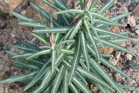 Lathyris Blumensamen zur Aussaat robust Sorte Traditionssorte & ohne Gentechnik Samen Hausgarten