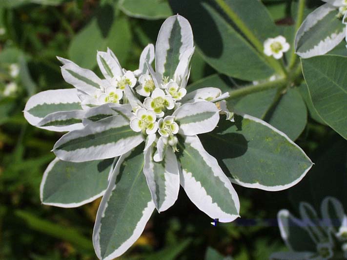 Weiß Euphorbia Marginata Landscaping – Samen leuchtend Greenery