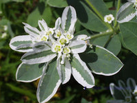 Grün Snow the Mountain Blumensamen zur Aussaat – lang Blüte Saison – Traditionssorte & ohne Gentechnik Samen Hausgarten