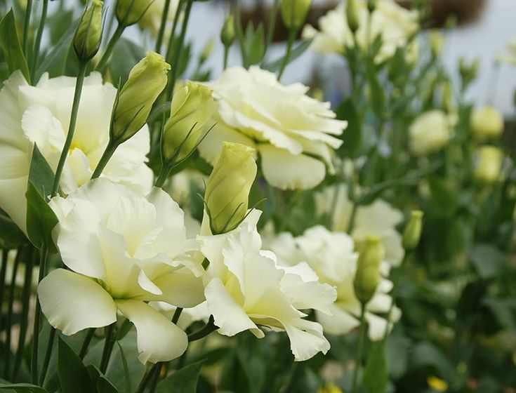 Sophisticated grün and weiß eustoma floral arrangement