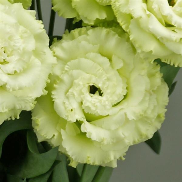 Close-up of rosa and lila eustoma blooms