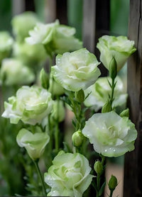 Eustoma pflanzen creating colorful garten display