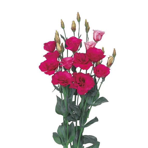 Rot eustoma blumen wachsend in garten beds