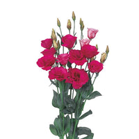 Rot eustoma blumen wachsend in garten beds