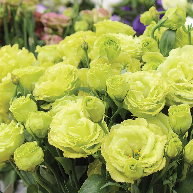 Eustoma seedlings keimend from soil