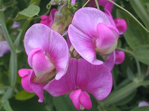 Lathyrus Blumensamen zur Aussaat Halbschatten verträglich Traditionssorte & ohne Gentechnik Samen Hausgarten