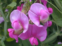 Lathyrus Blumensamen zur Aussaat Halbschatten verträglich Traditionssorte & ohne Gentechnik Samen Hausgarten