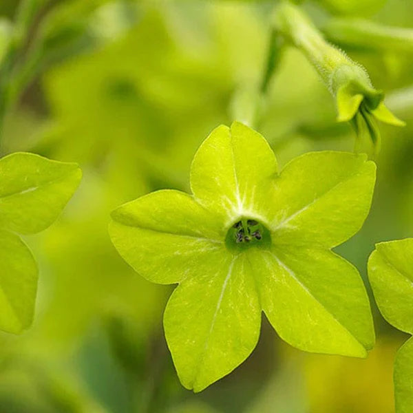 Evening-scented blume samen for anpflanzung
