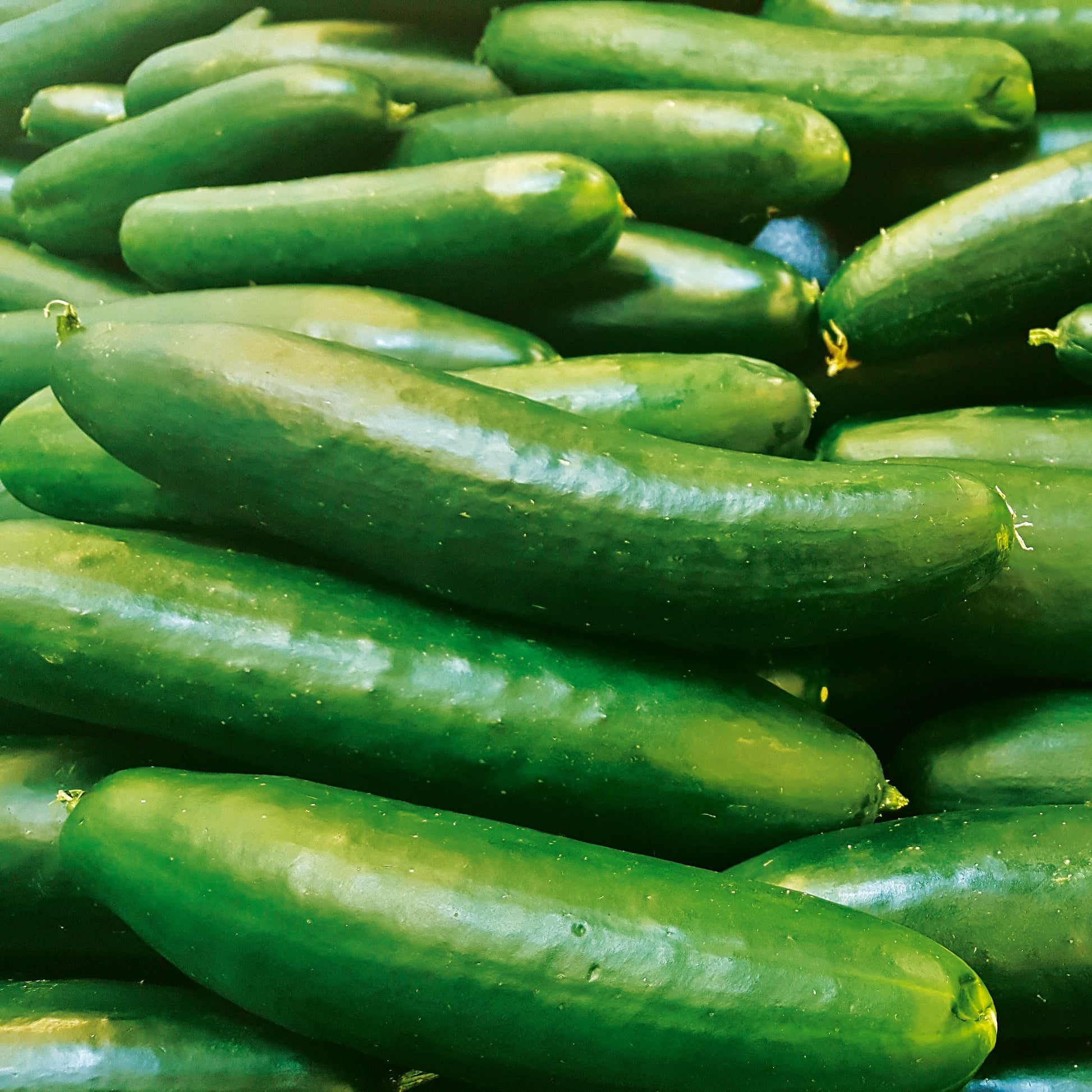 Everbearing cucumber smr58 samen non-gmo für continuous harvest