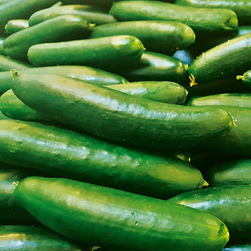 Everbearing cucumber smr58 samen non-gmo für continuous harvest