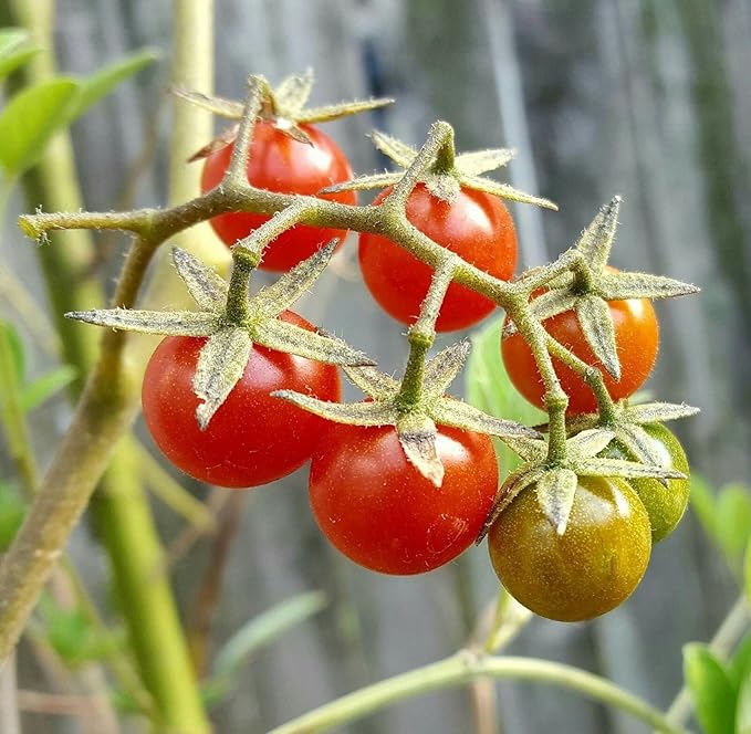 Everglades tomato samen cherry solanum lycopersicum aussaat