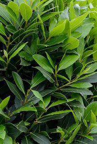 Evergreen Bay Laurel hedge grown from Samen