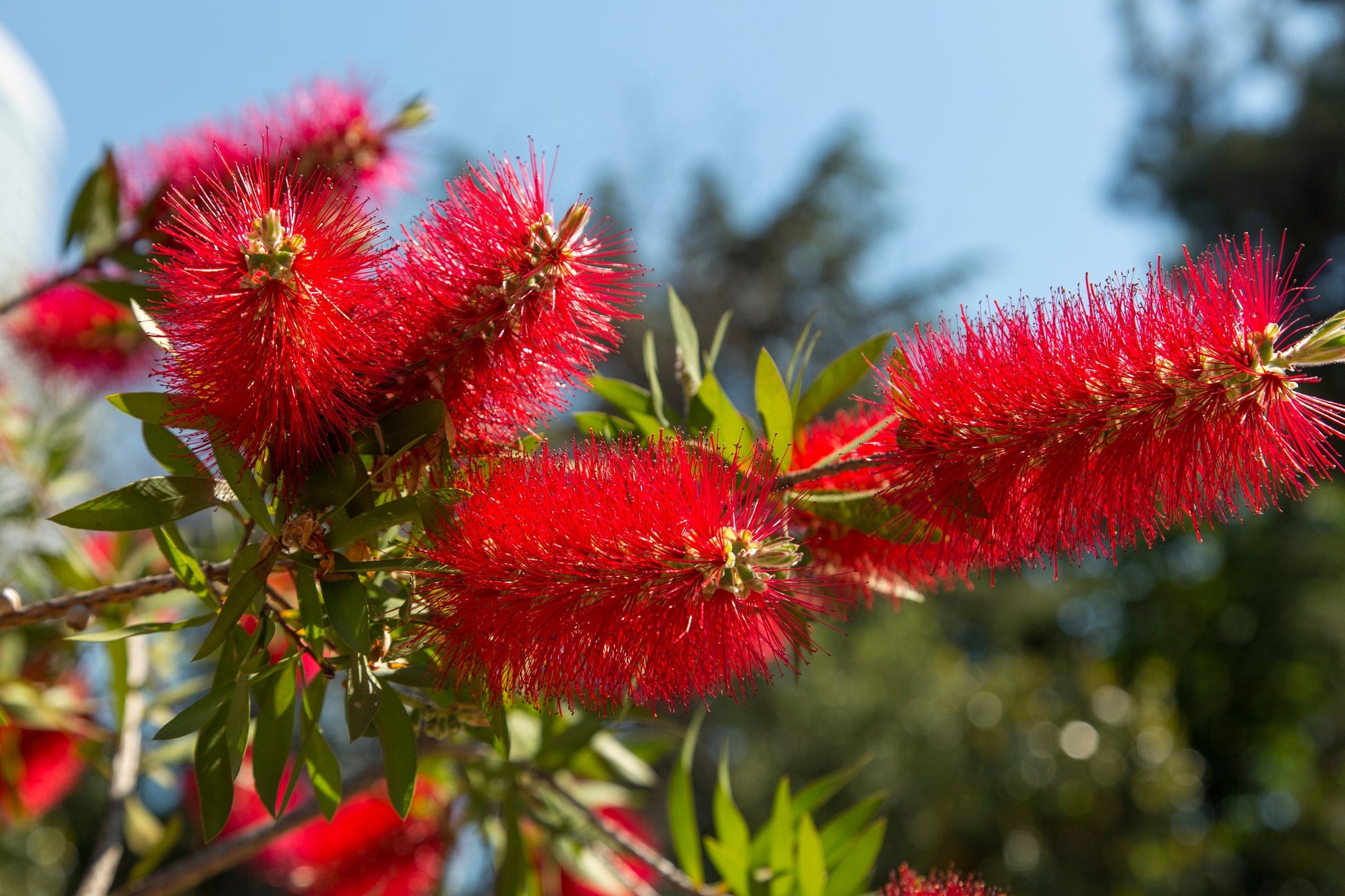  non gmo callistemon citrinus samen for outdoor anpflanzung