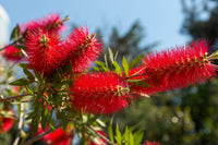  non gmo callistemon citrinus samen for outdoor anpflanzung