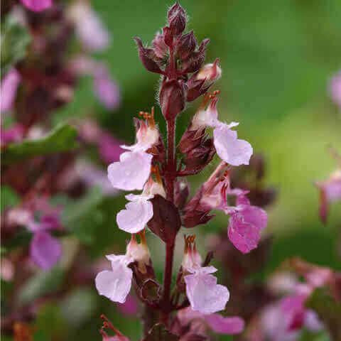 Evergreen mounded foliage of Germander from Samen