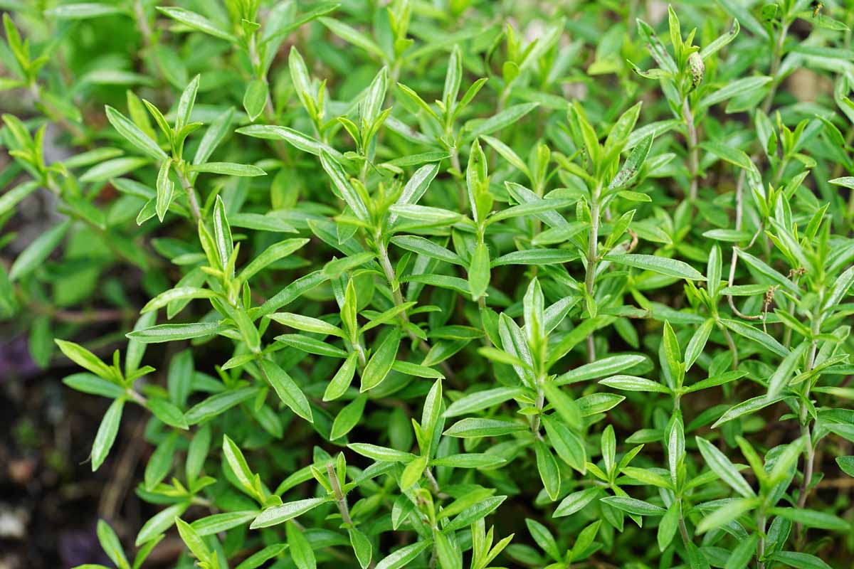 Hardy evergreen Winter Savory in full sun Garten