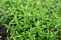Hardy evergreen Winter Savory in full sun Garten
