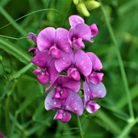 Everlasting Pea Blumensamen zur Aussaat lang Blüte Saison Traditionssorte & ohne Gentechnik Samen Hausgarten