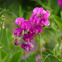 Everlasting Pea Blumensamen zur Aussaat lang Blüte Saison Traditionssorte & ohne Gentechnik Samen Hausgarten