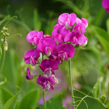 Everlasting Pea Blumensamen zur Aussaat – Garten beliebt – Traditionssorte & ohne Gentechnik Samen Hausgarten