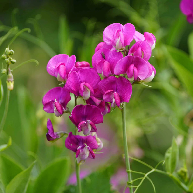 Everlasting Pea Blumensamen zur Aussaat – Garten beliebt – Traditionssorte & ohne Gentechnik Samen Hausgarten