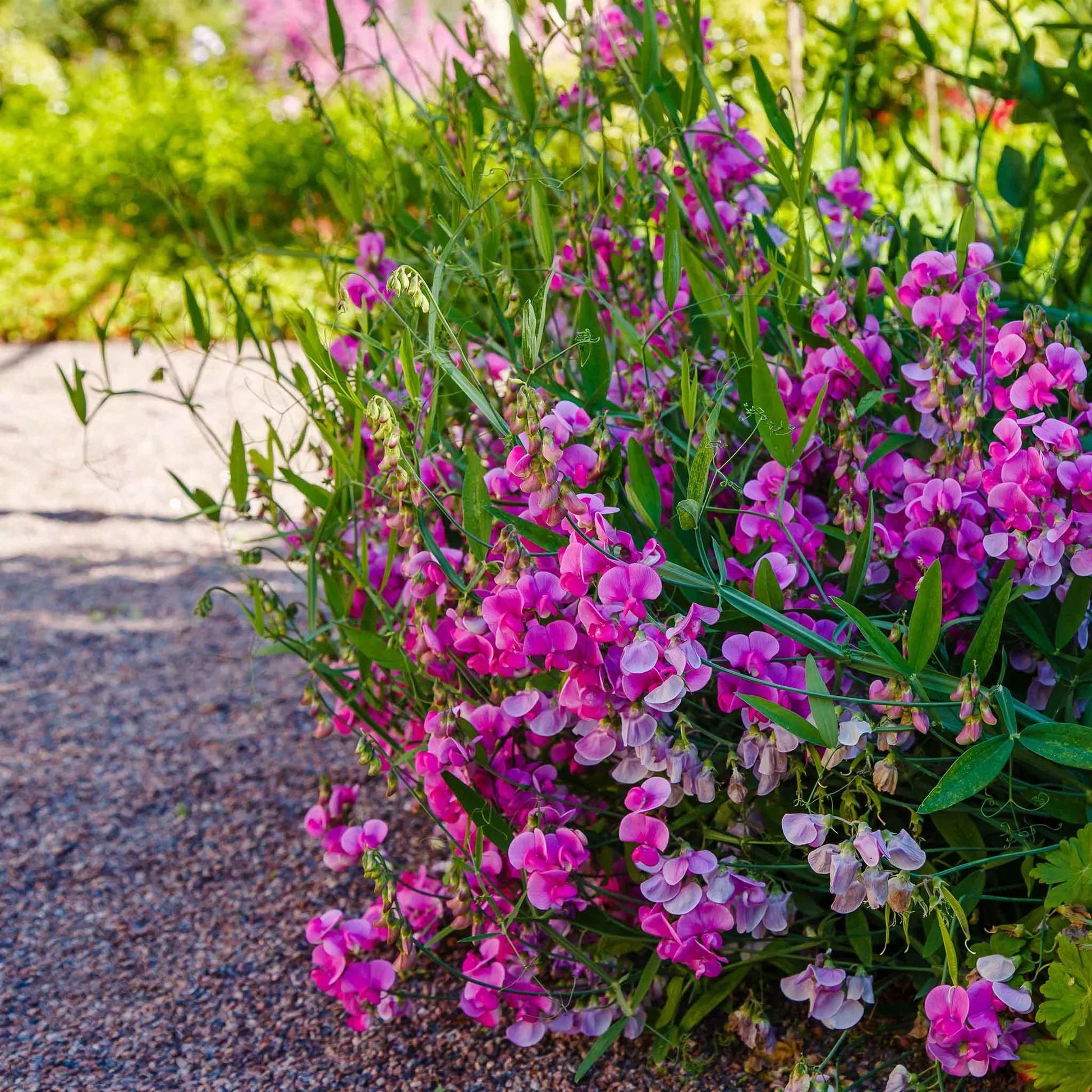 Everlasting Pea Blumensamen zur Aussaat lang Blüte Saison Traditionssorte & ohne Gentechnik Samen Hausgarten
